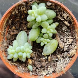 Sedum Morganianum