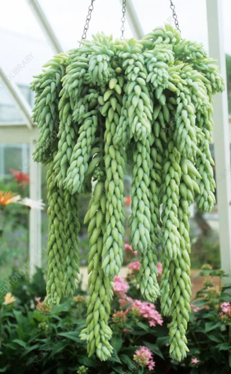 Sedum Morganianum