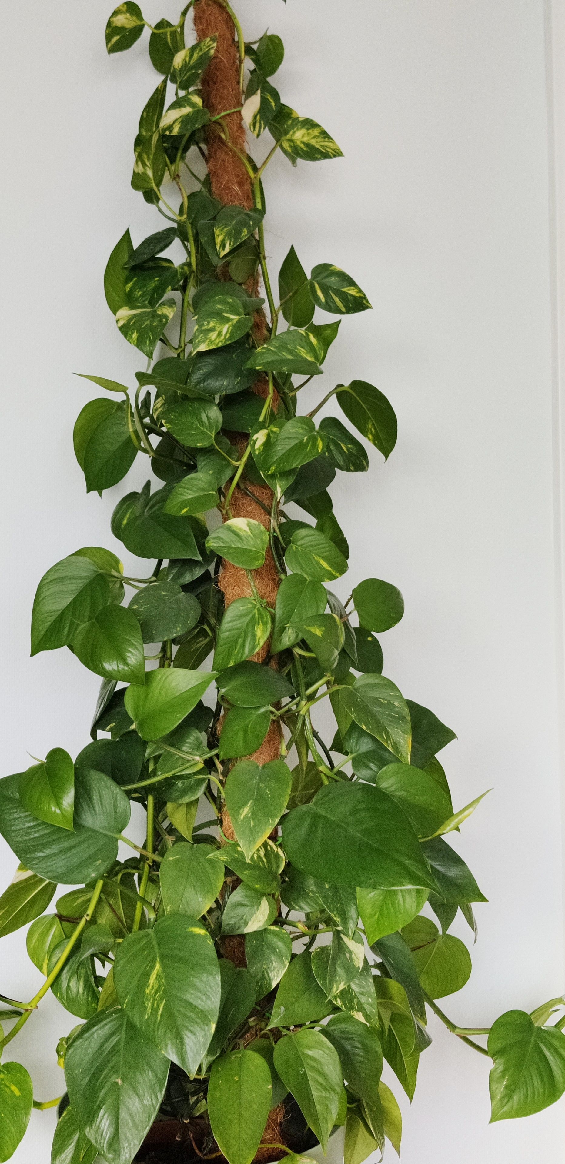 Epipremnum Aureum