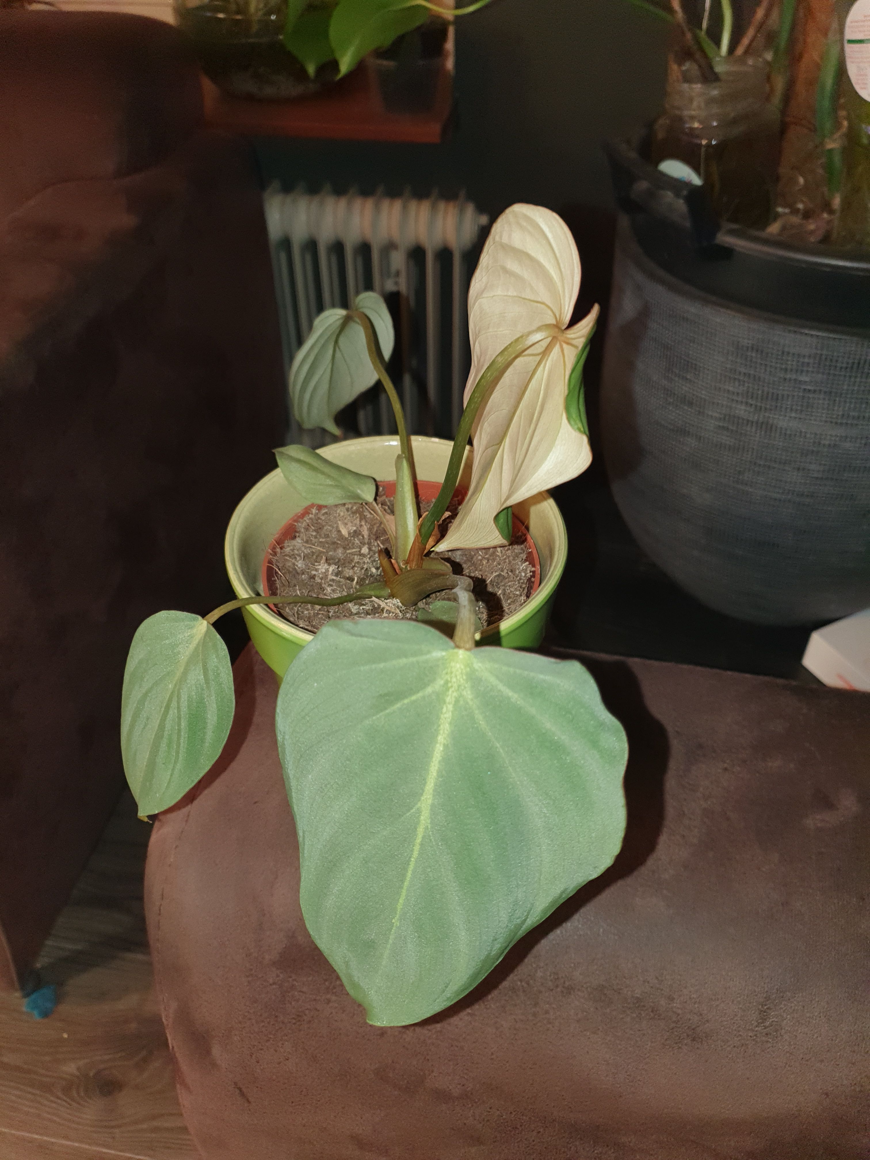 Philodendron gloriosum 