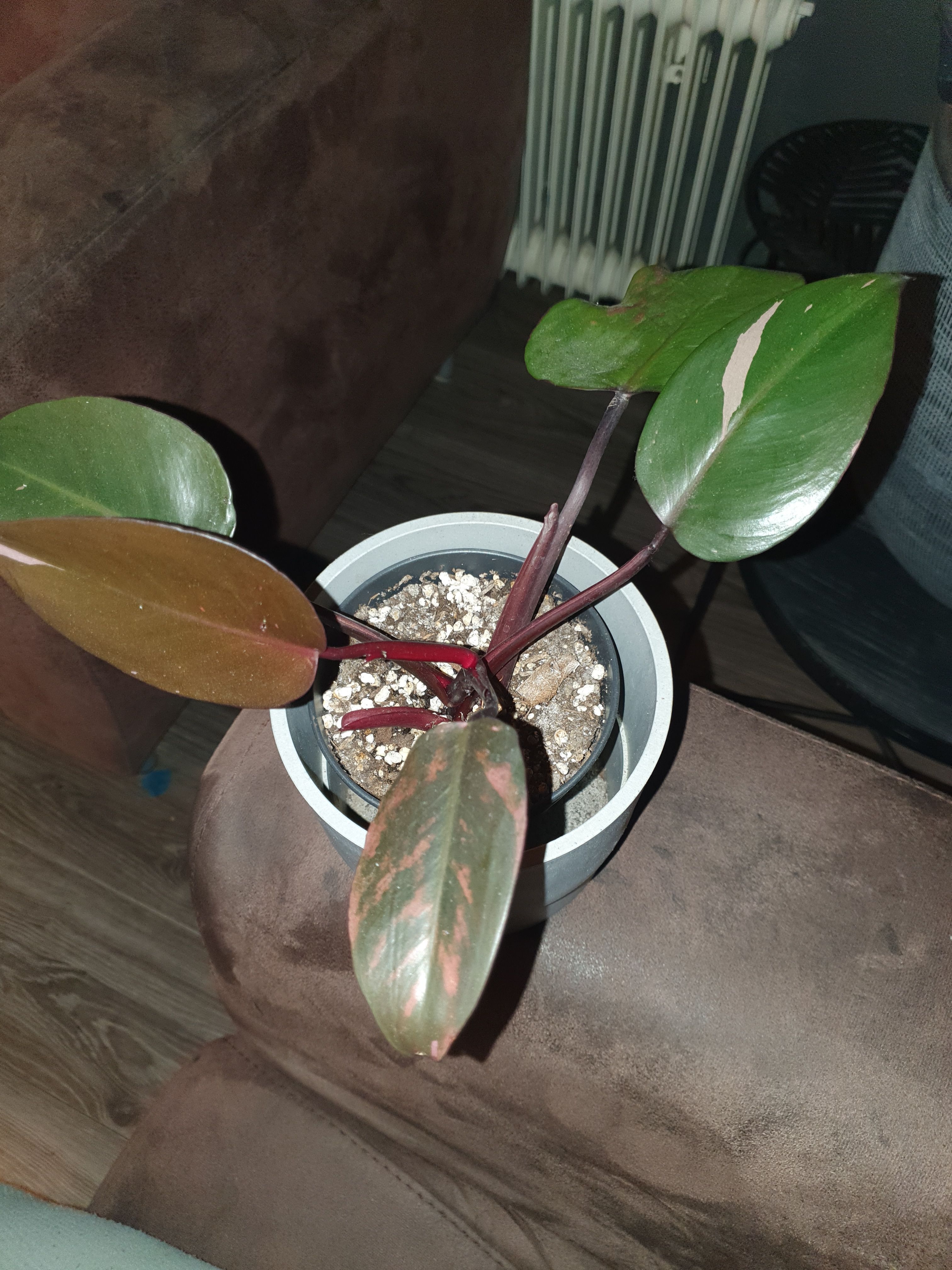 Philodendron pink Princess 