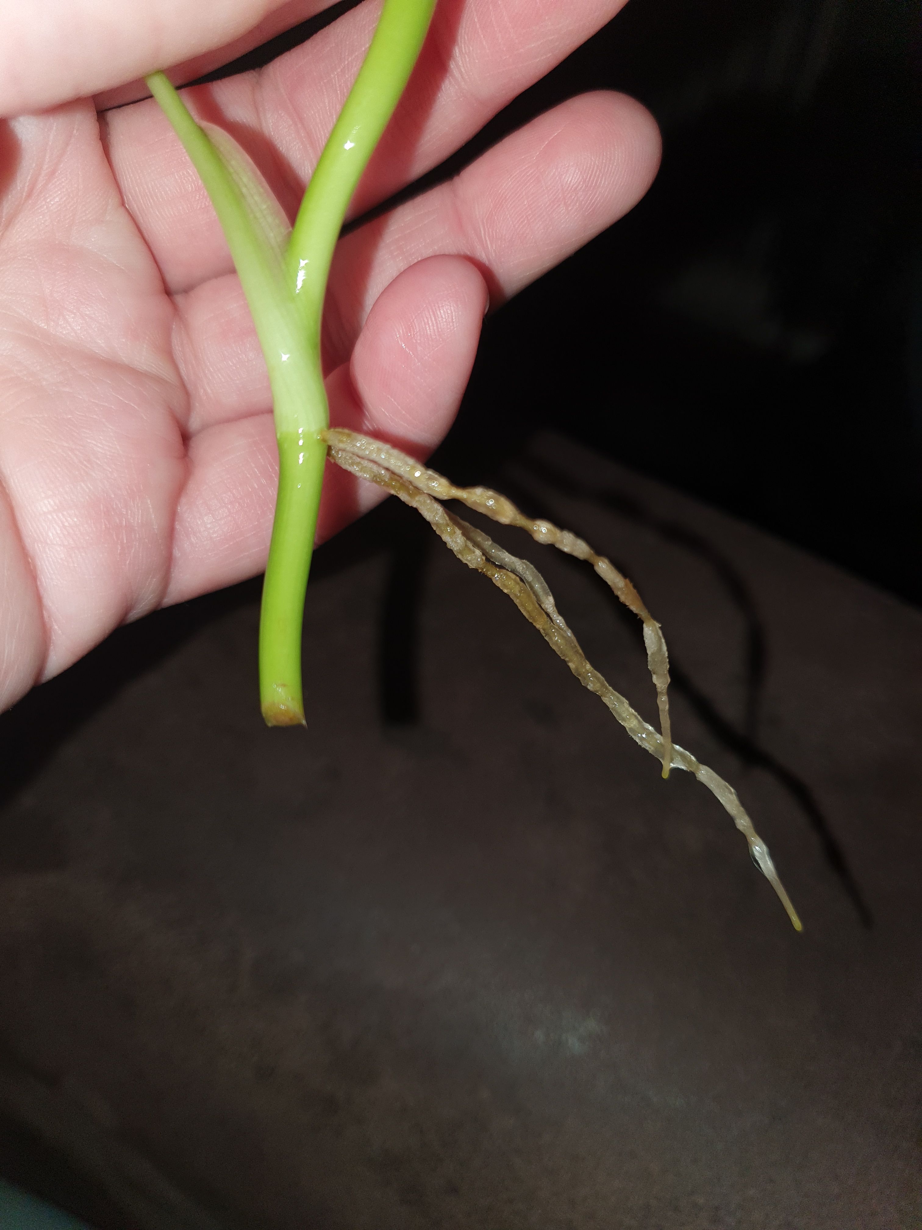 Philodendron melanochrysum kop