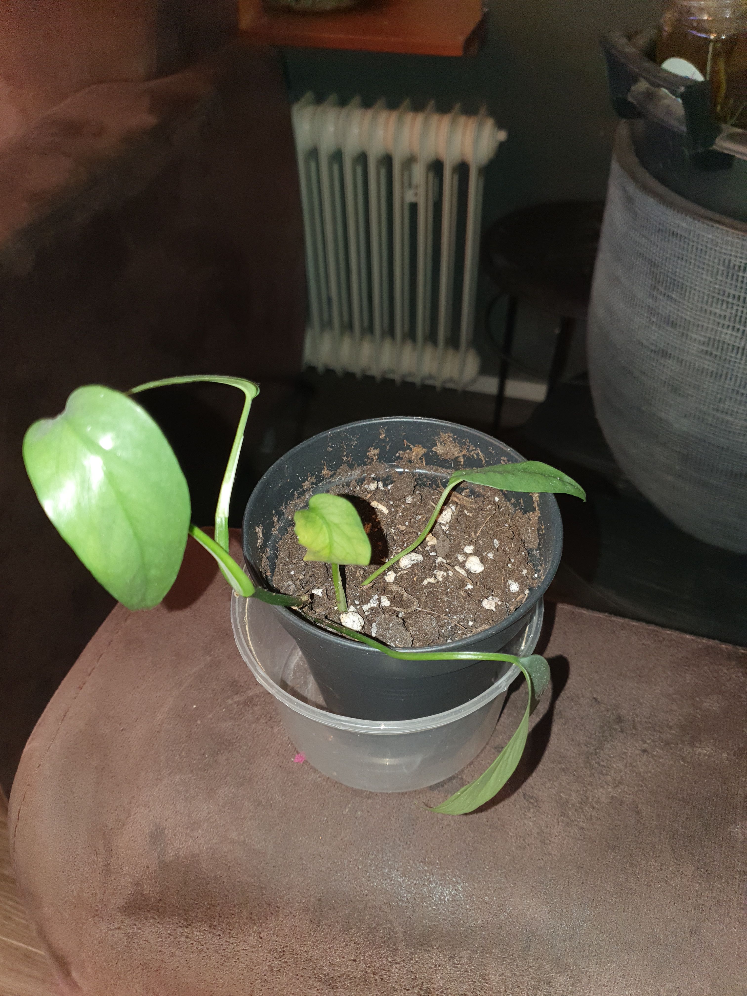 Epipremnum cebu blue 