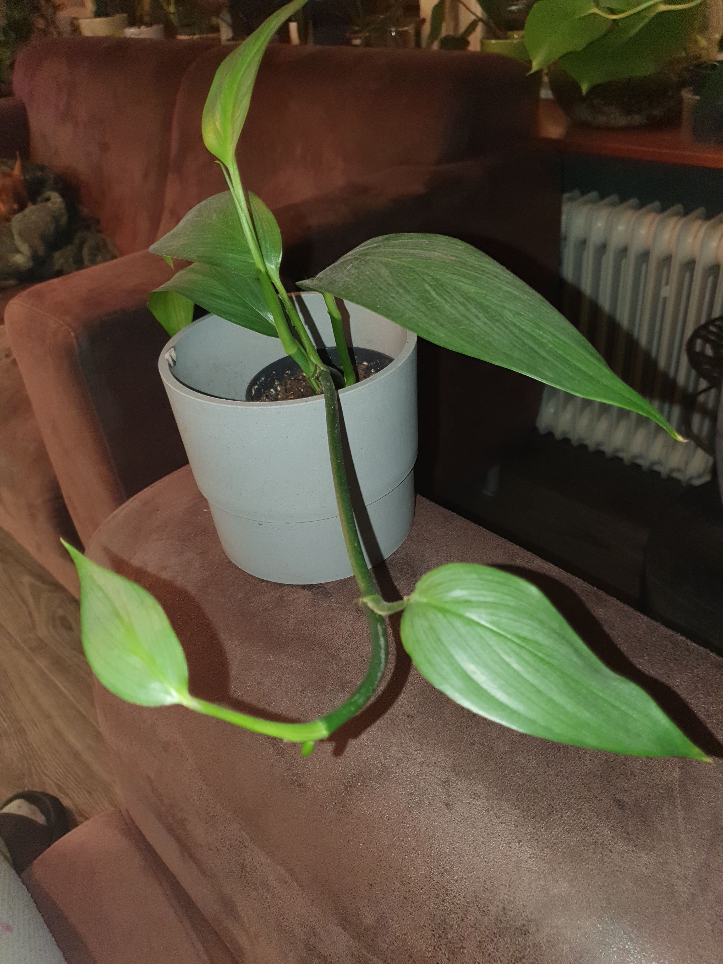 epipremnum amplissimum silver 