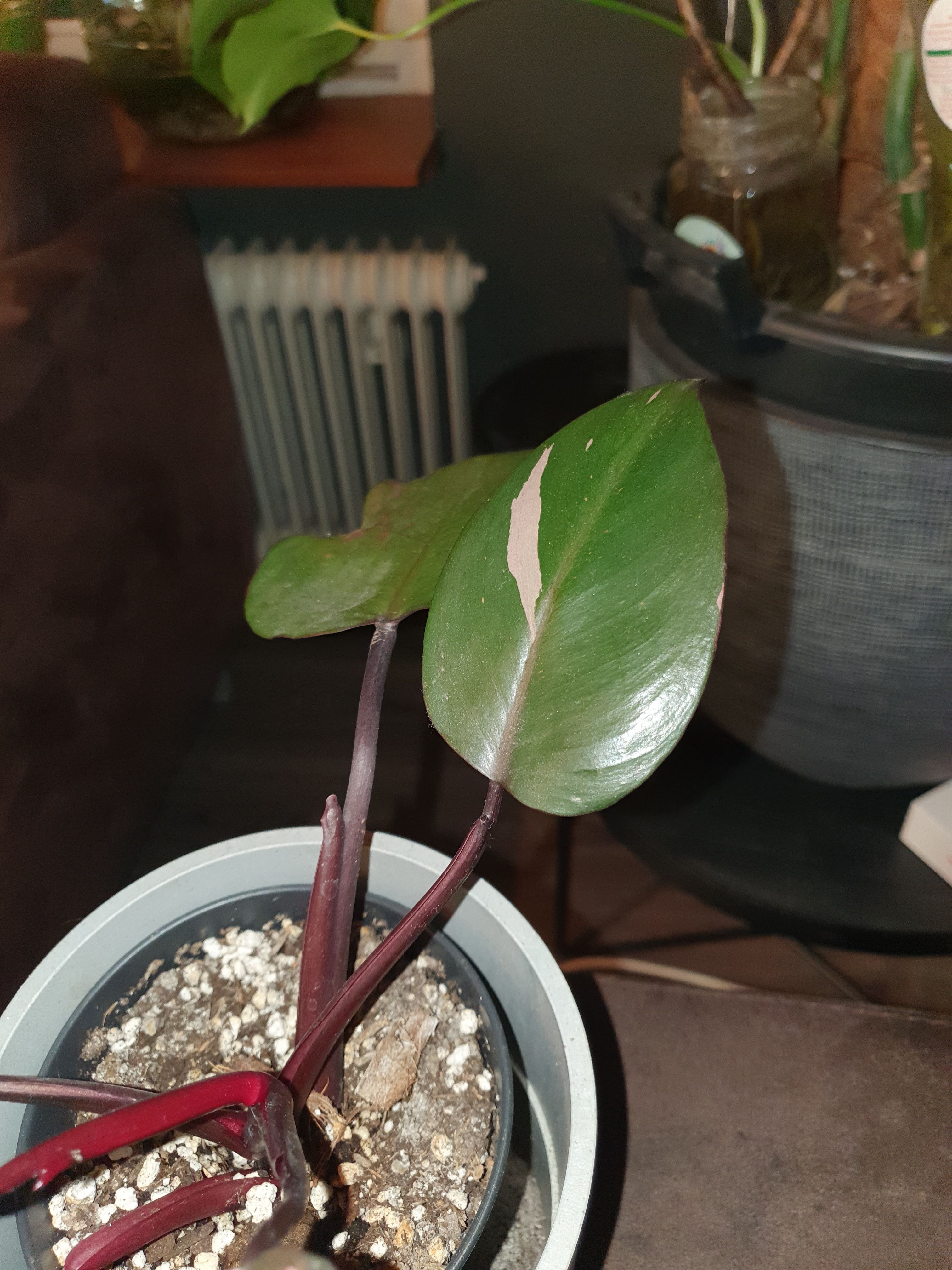 Philodendron pink Princess 