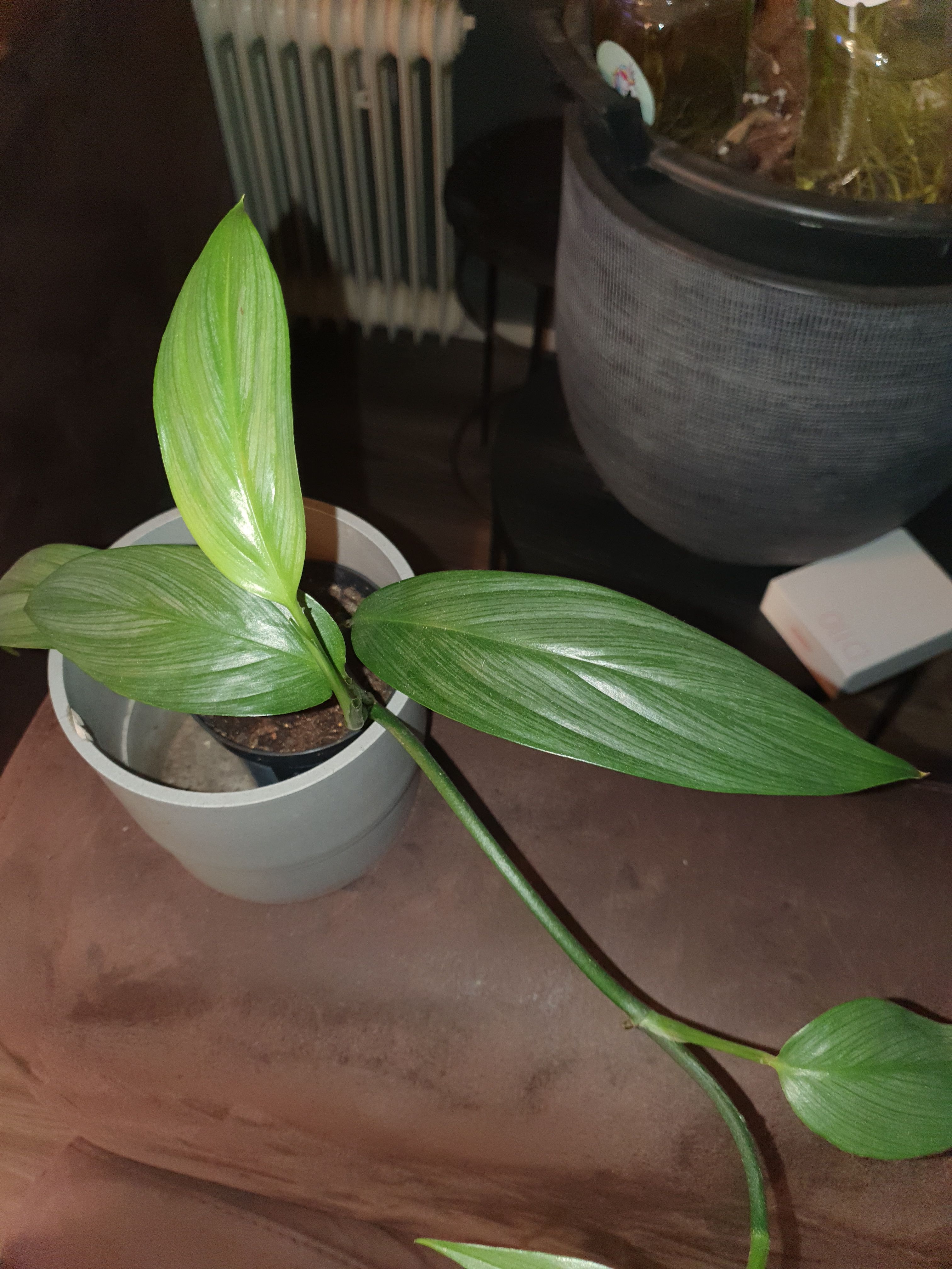 epipremnum amplissimum silver 