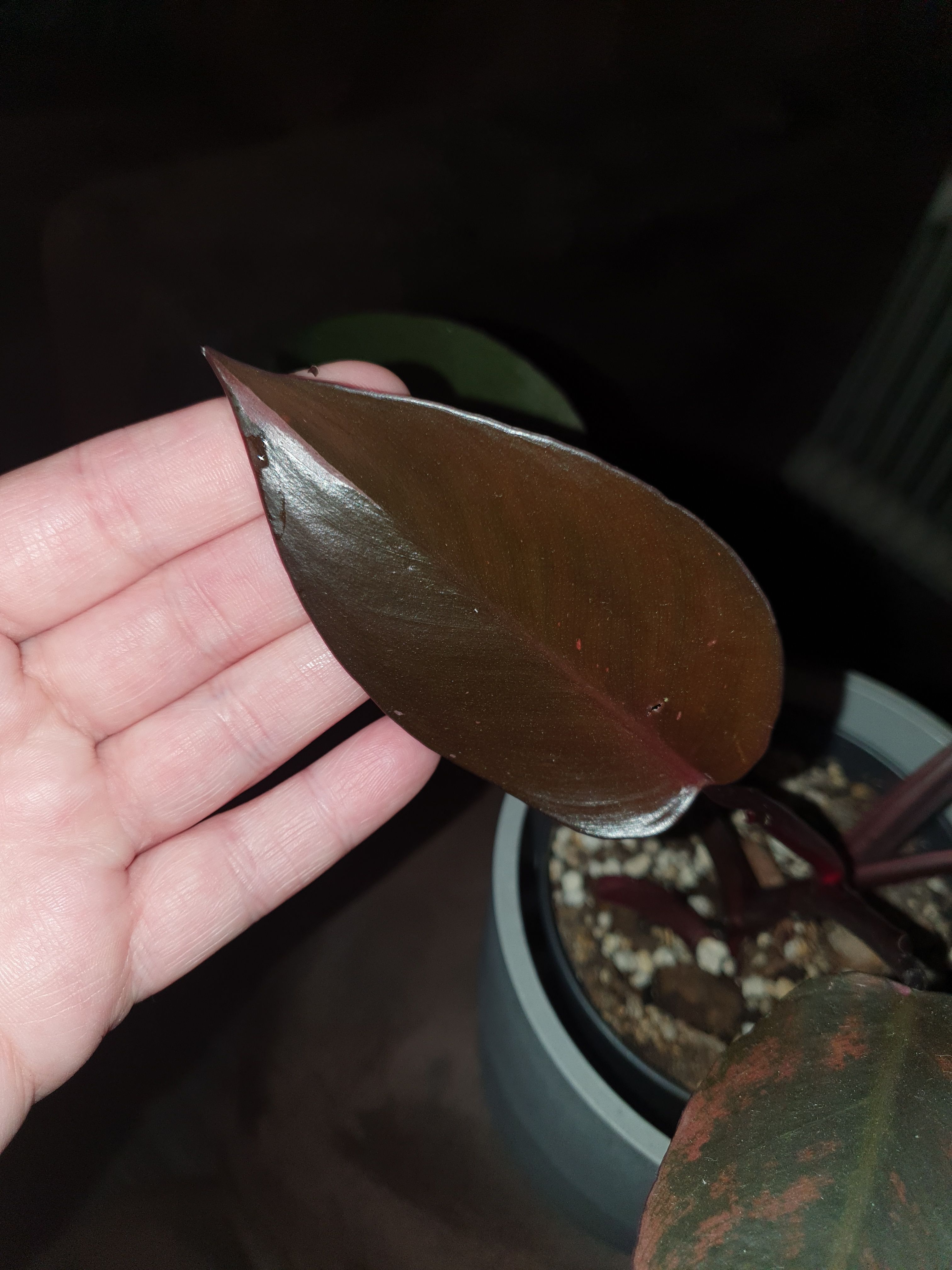 Philodendron pink Princess 