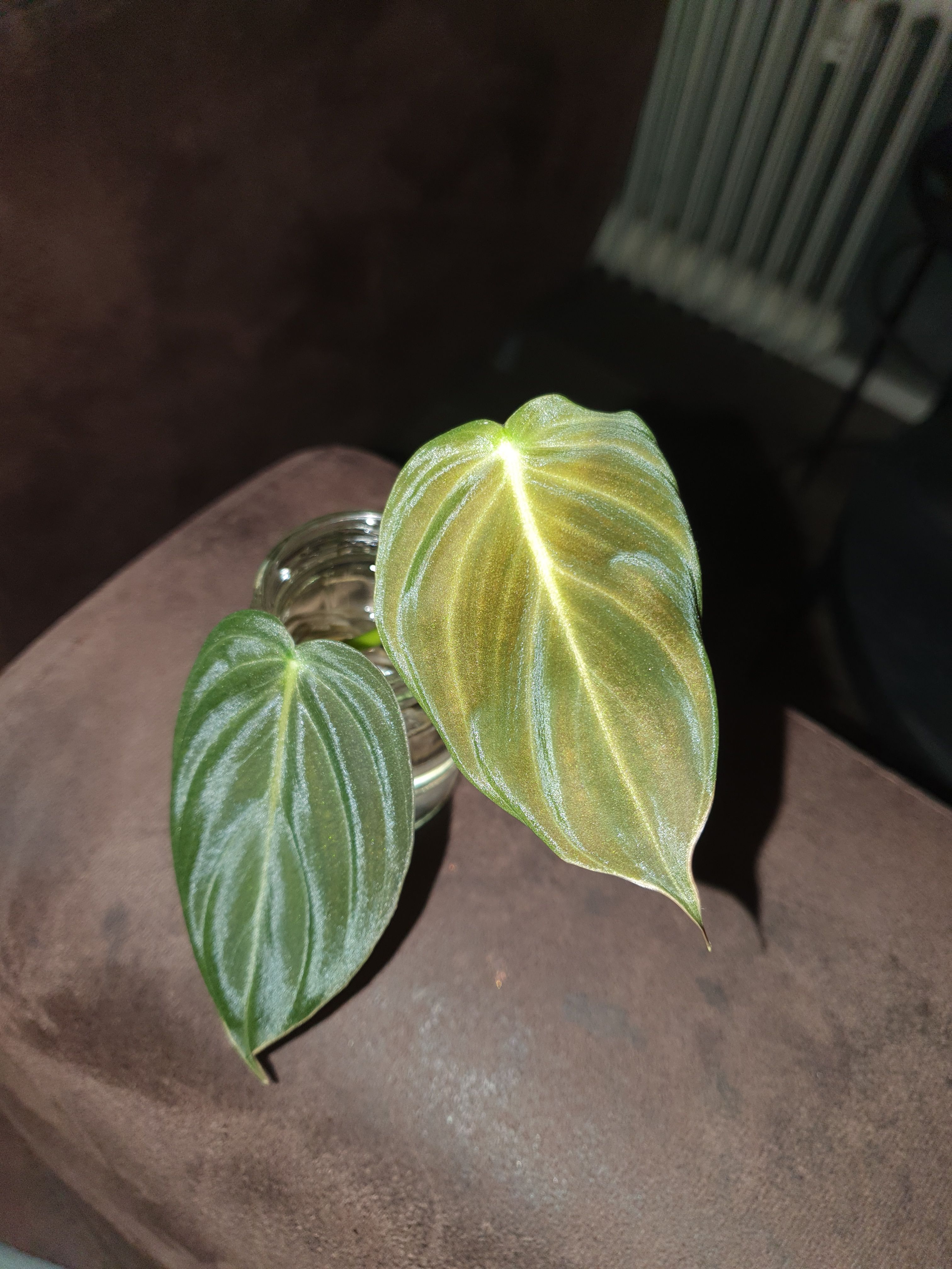 Philodendron melanochrysum kop