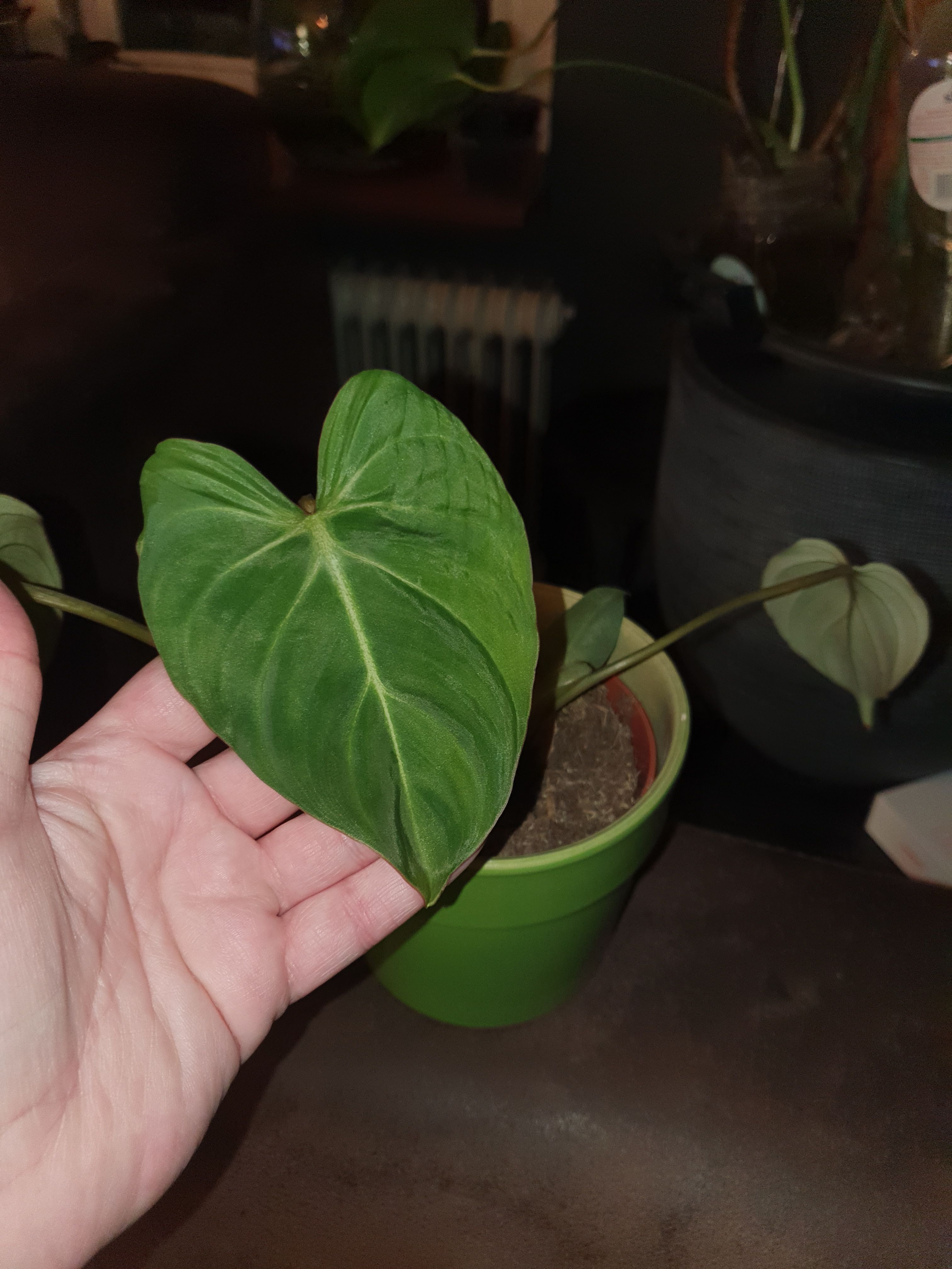 Philodendron gloriosum 
