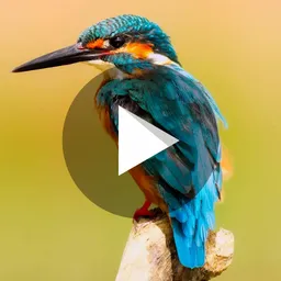 VideoMaker icon