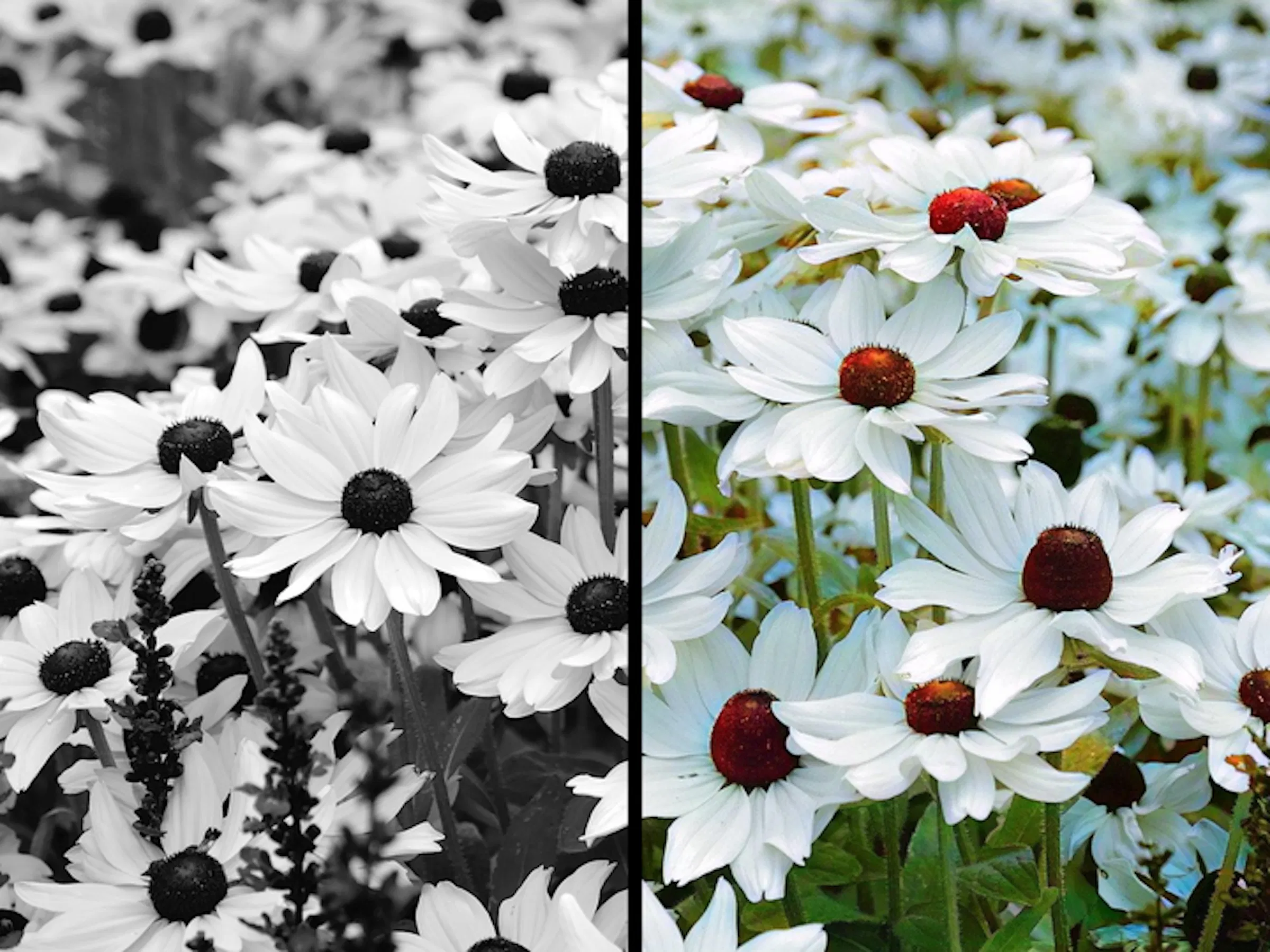 Colorify screenshot 2