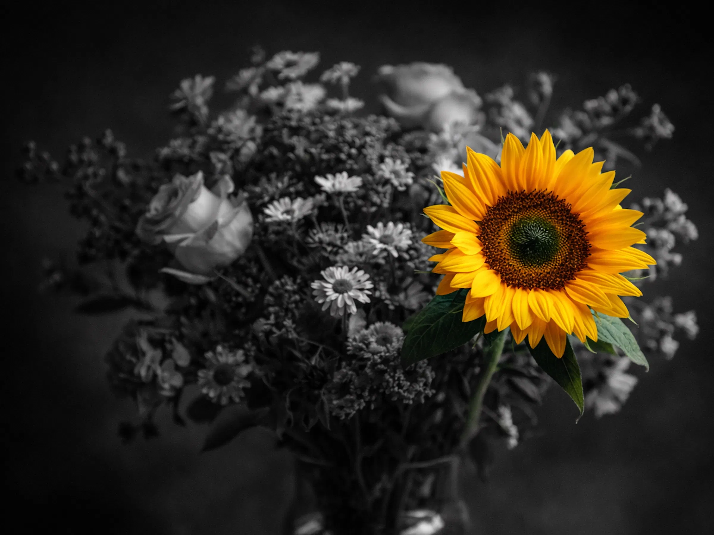 Color Splash screenshot 3
