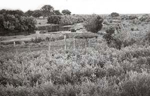 Picture of Bosque Redondo