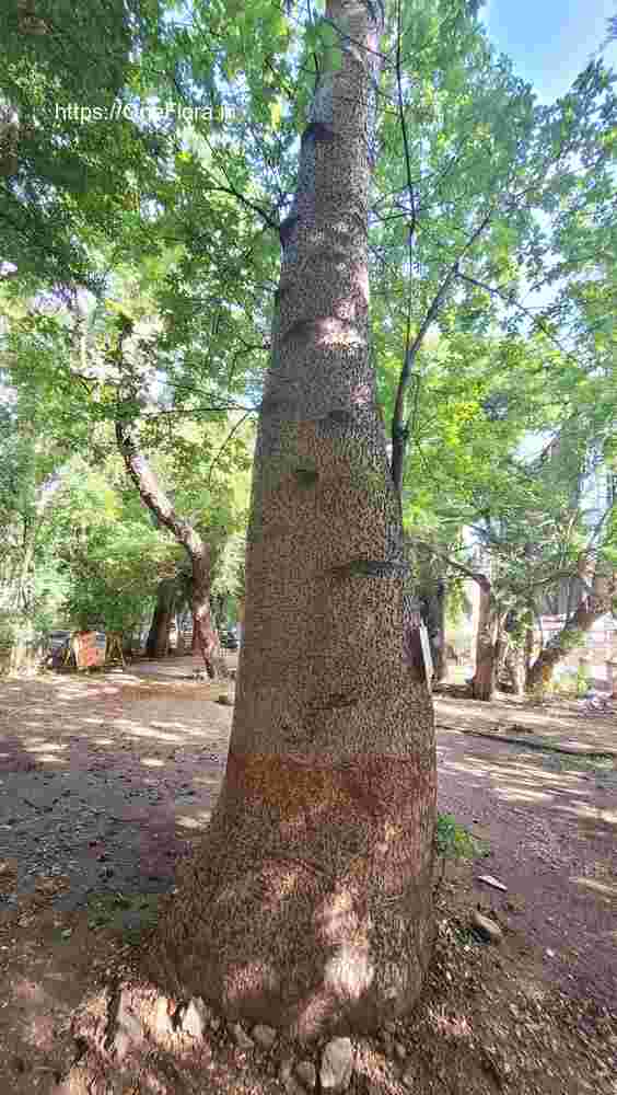 Adansonia_digitata_12