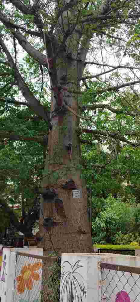 Adansonia_digitata_14