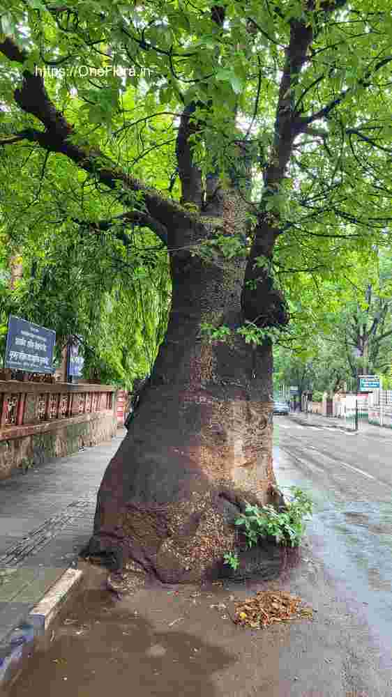 Adansonia_digitata_1