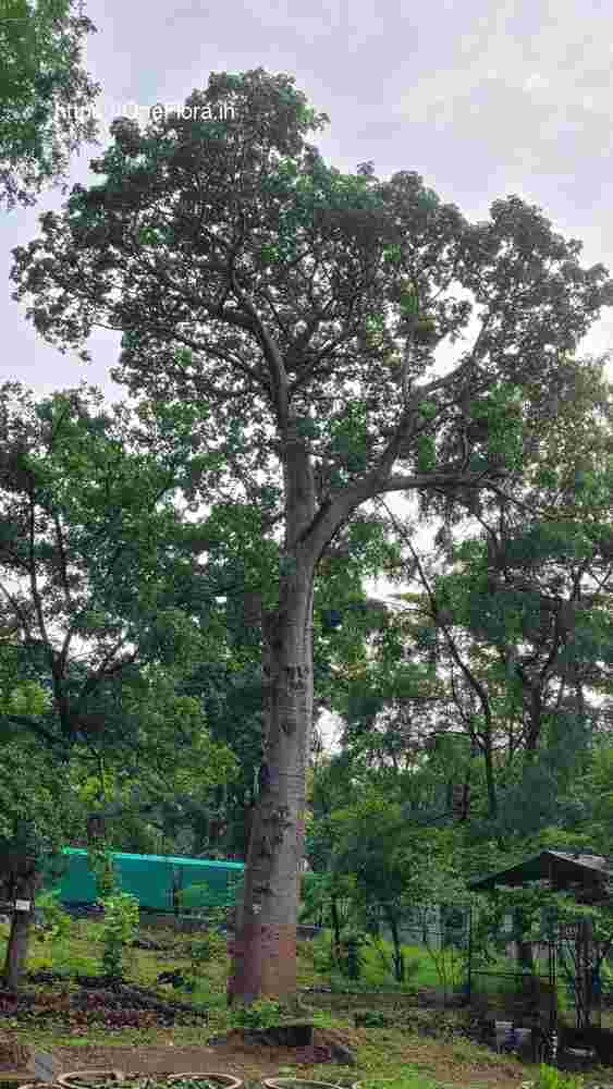 Adansonia_digitata_3