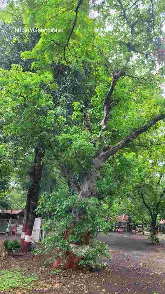 Adansonia_digitata_5