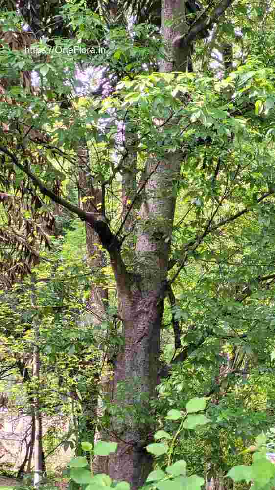 Adansonia_digitata_6