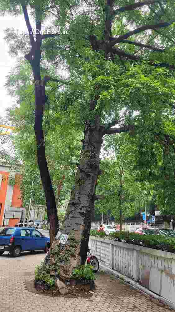 Adansonia_digitata_9