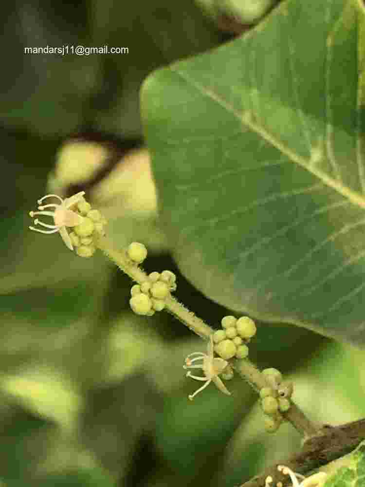 Buchanania cochinchinensis