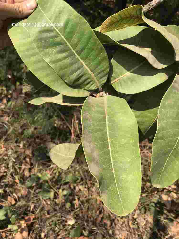 Buchanania cochinchinensis