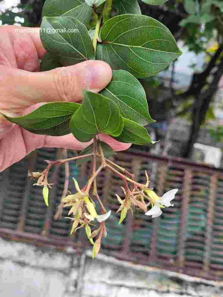 Aganosma heynei