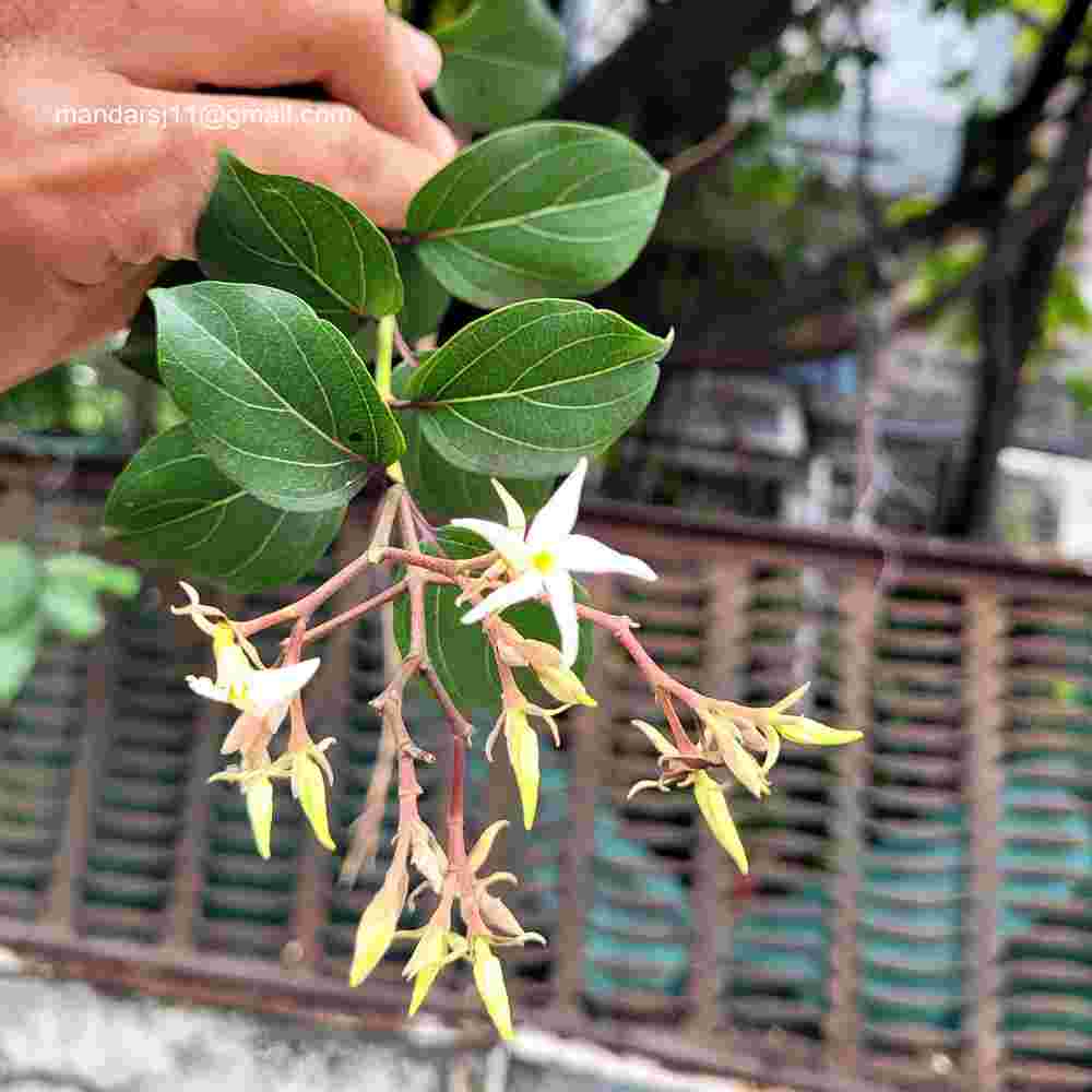 Aganosma heynei