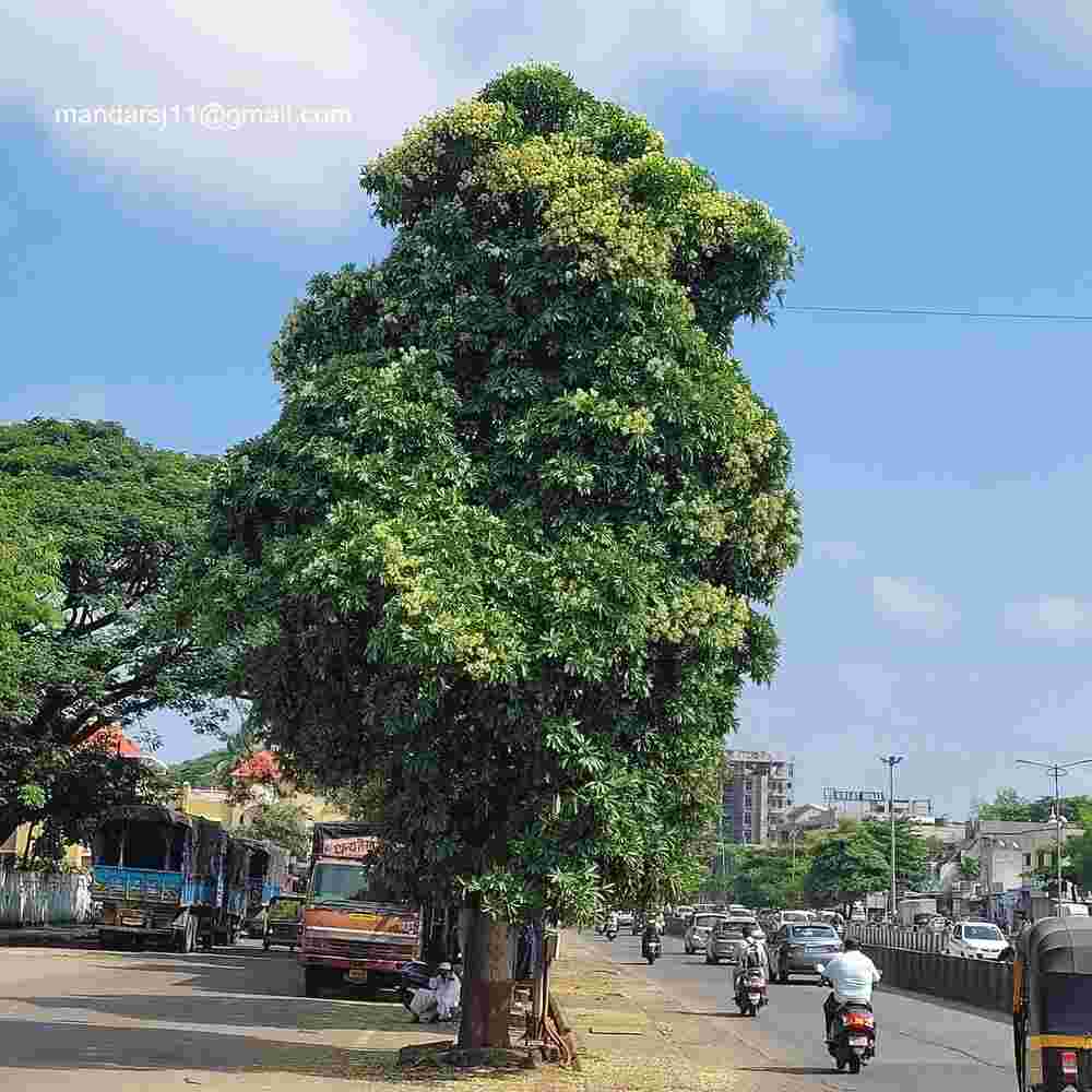 Alstonia scholaris