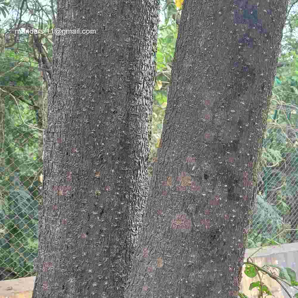 Alstonia scholaris