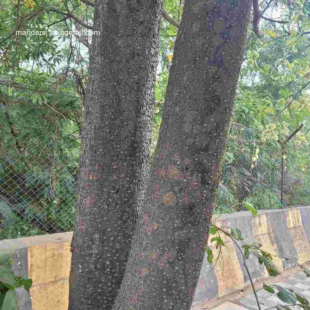 Alstonia scholaris