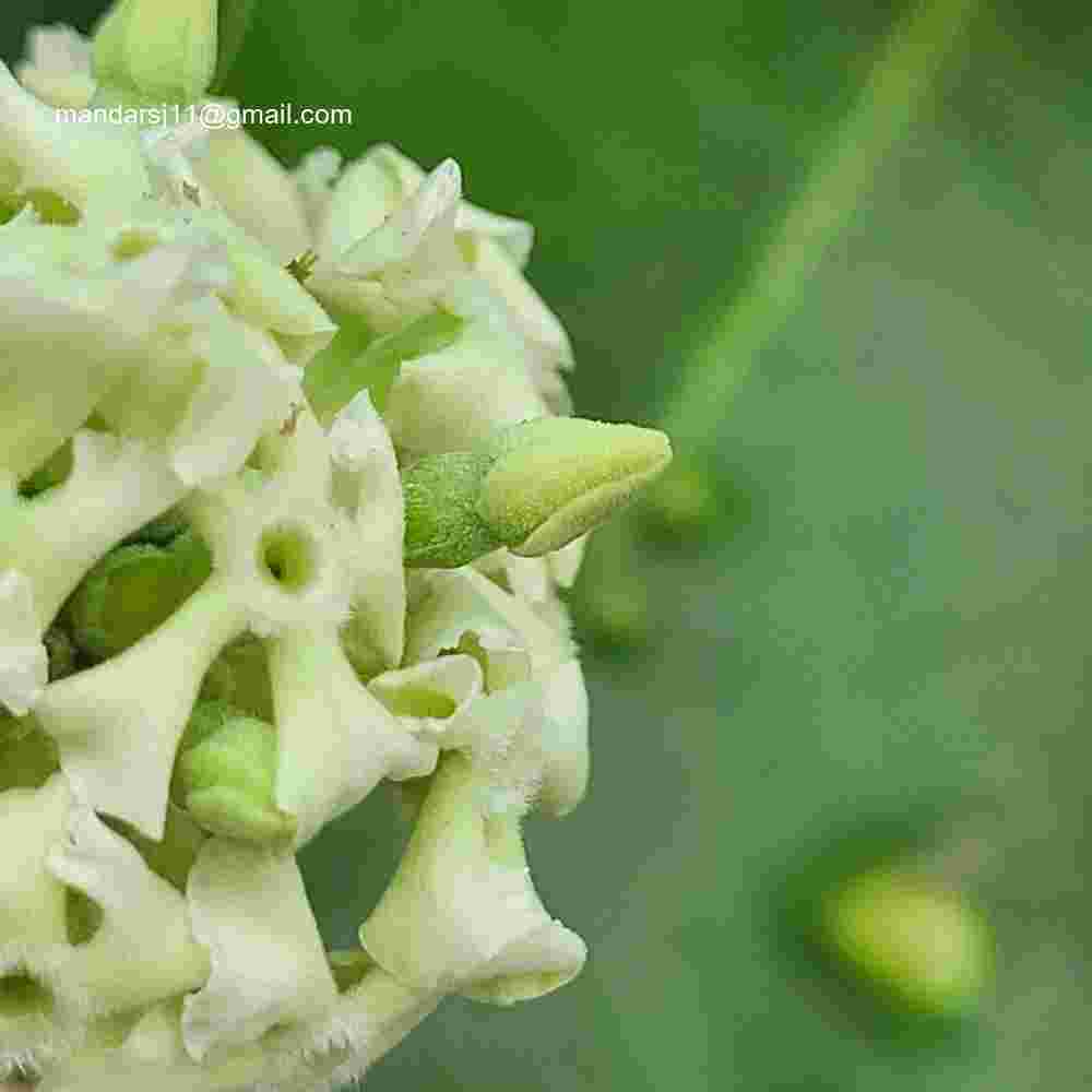 Alstonia scholaris