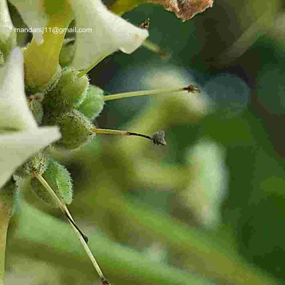 Alstonia scholaris