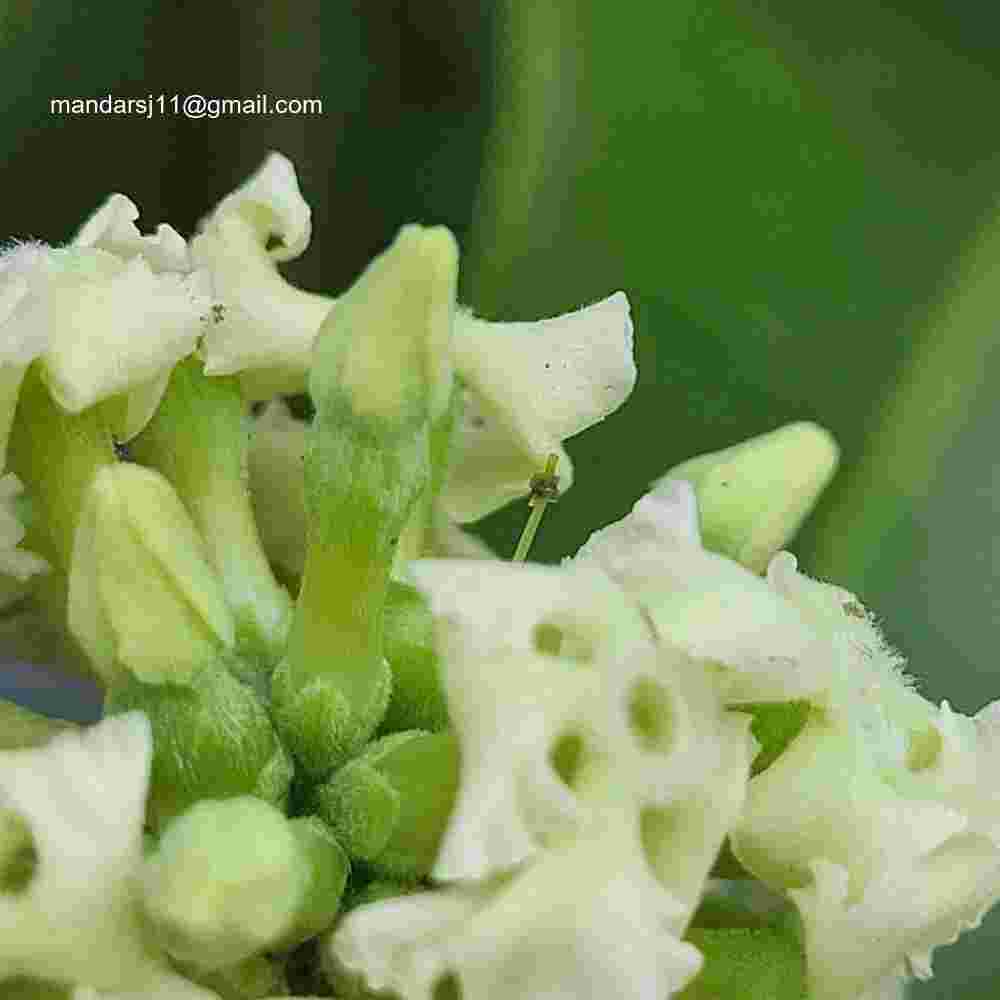 Alstonia scholaris