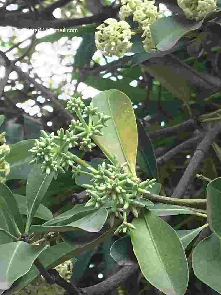 Alstonia scholaris