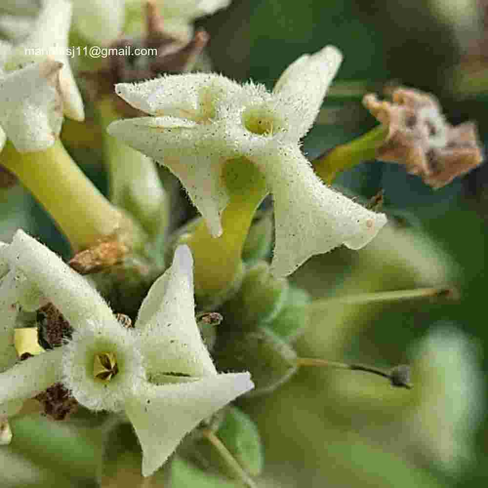 Alstonia scholaris