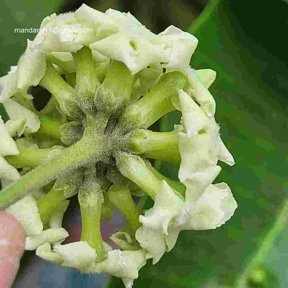 Alstonia scholaris