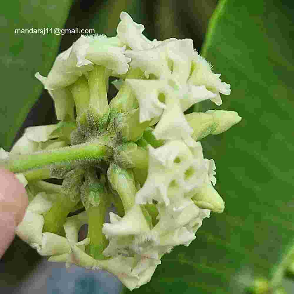 Alstonia scholaris