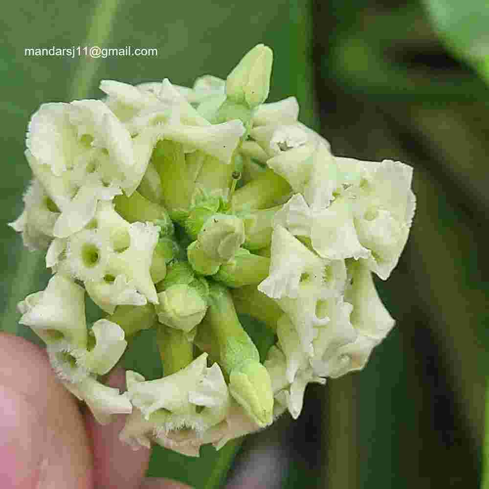 Alstonia scholaris