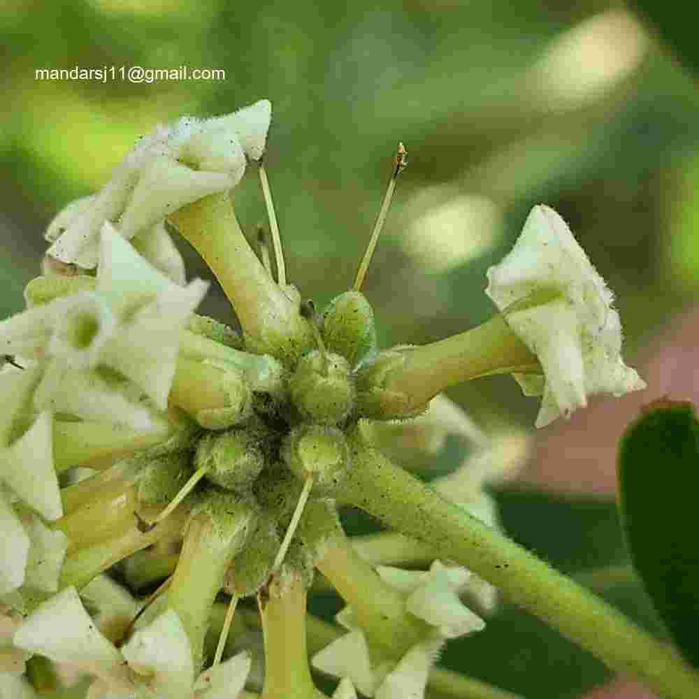 Alstonia scholaris