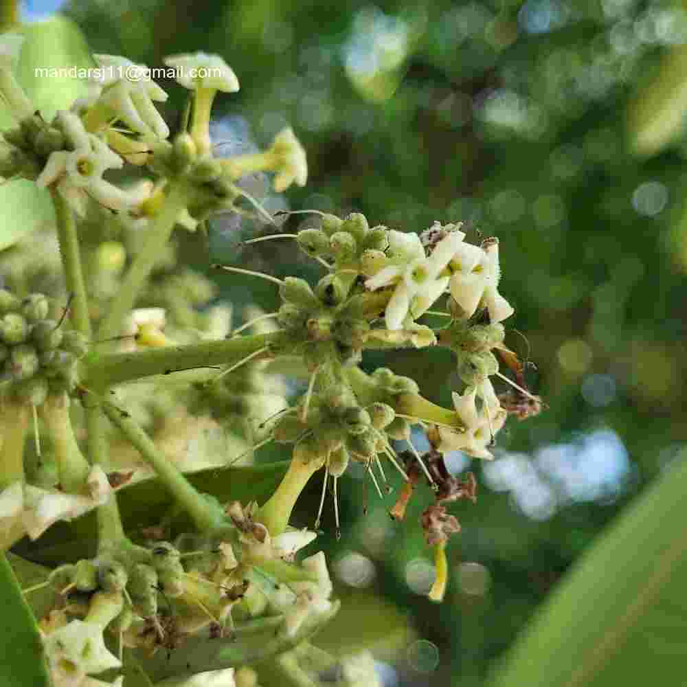 Alstonia scholaris