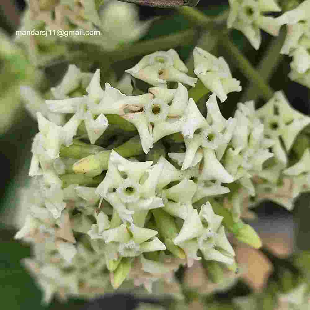 Alstonia scholaris