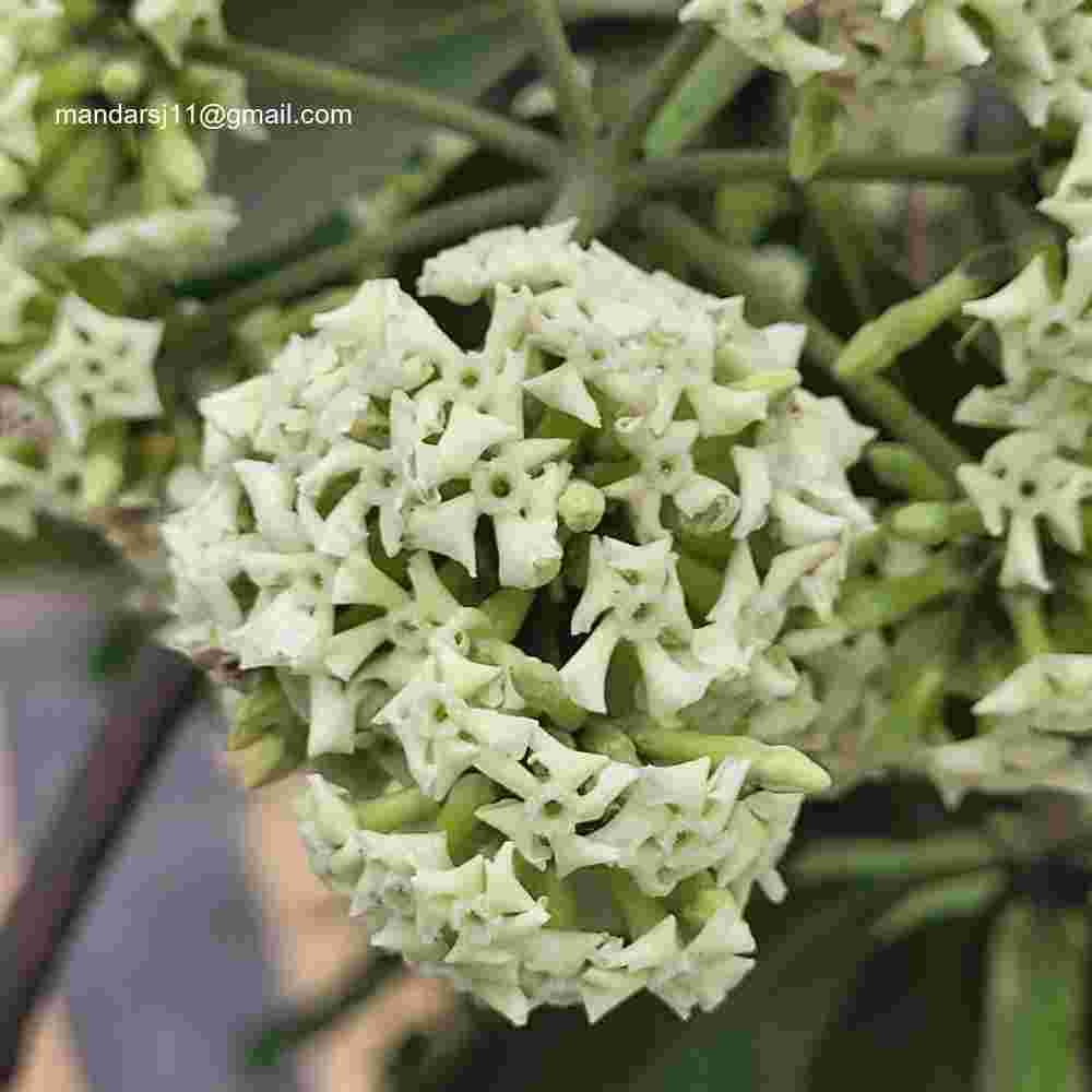 Alstonia scholaris