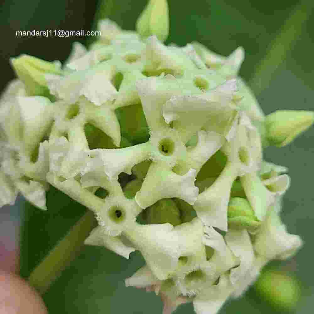 Alstonia scholaris