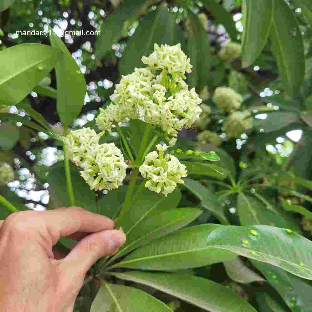 Alstonia scholaris