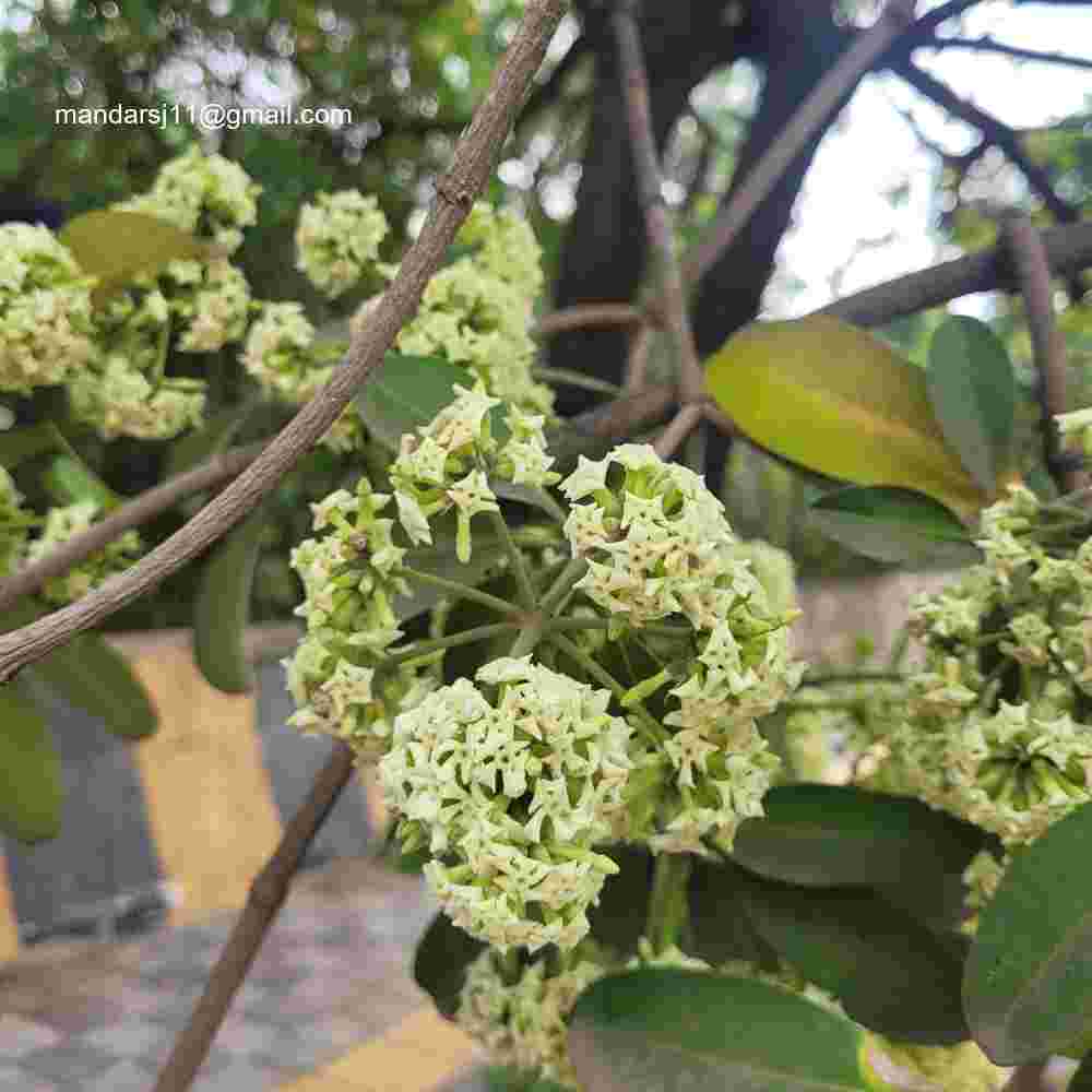 Alstonia scholaris