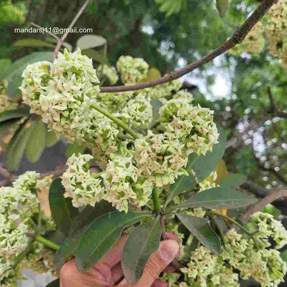 Alstonia scholaris