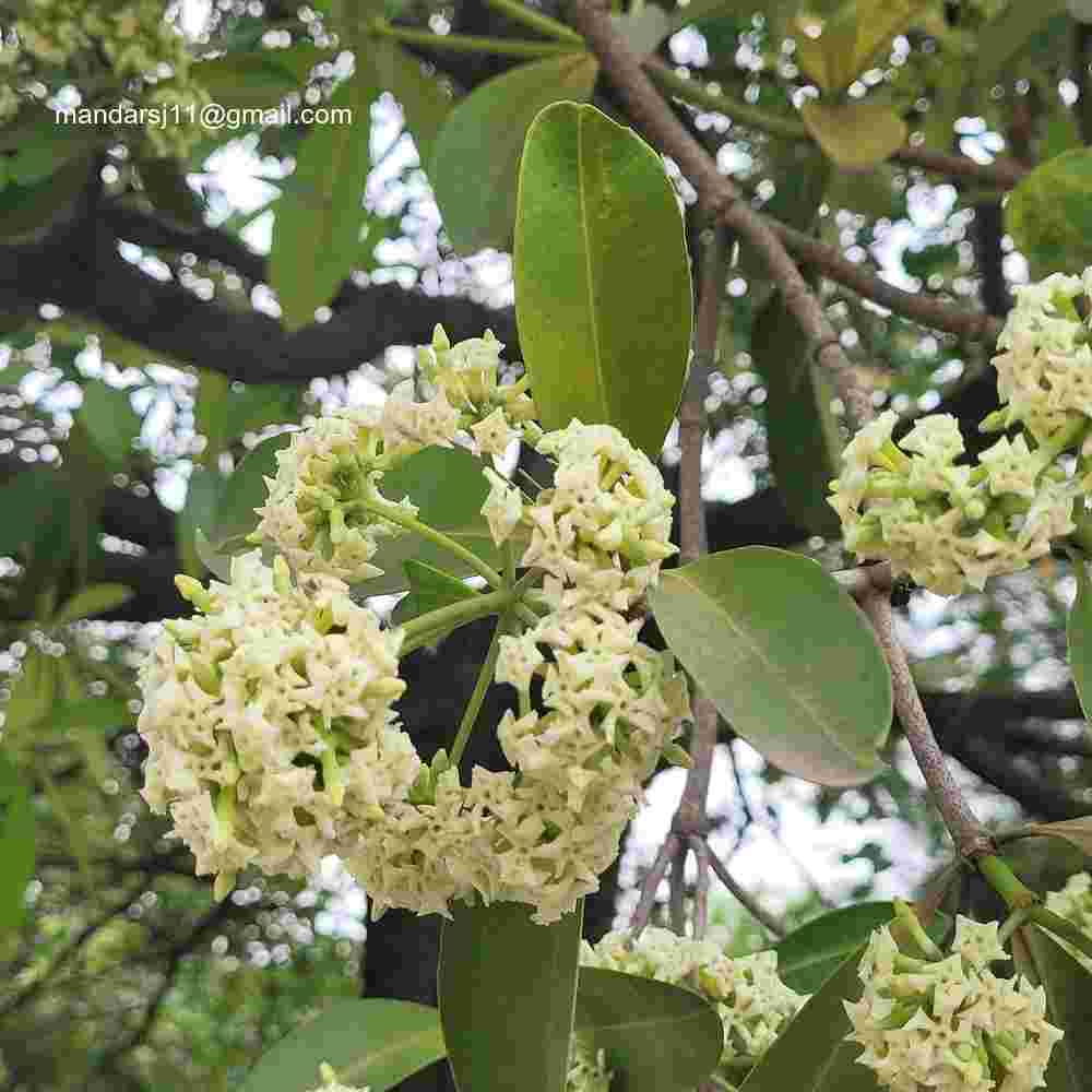 Alstonia scholaris