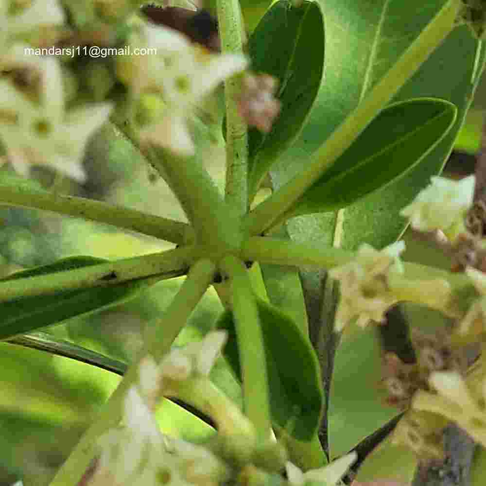 Alstonia scholaris