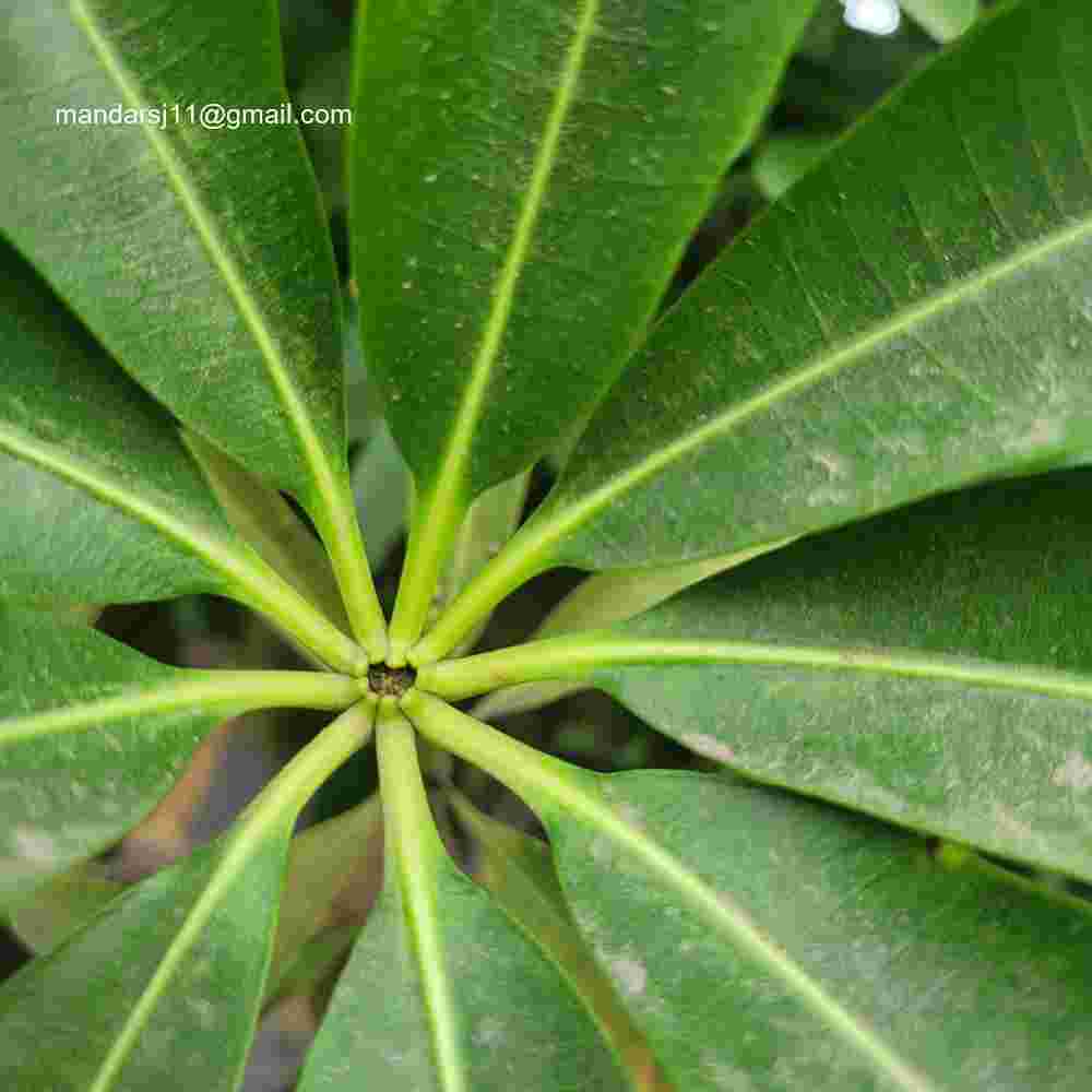 Alstonia scholaris